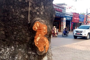Hà Nội: Đã xác định được người đục đẽo hàng loạt cây xà cừ