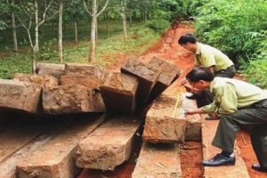 Kon Tum: Hàng chục khối gỗ vô chủ cất giấu tại rẫy cà phê