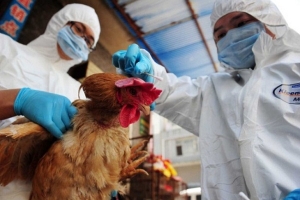 Bộ NN&PTNT gửi công điện khẩn về ngăn chặn vi rút cúm A H7N9