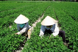 Dịch vụ sự nghiệp công nào được sử dụng ngân sách nhà nước?