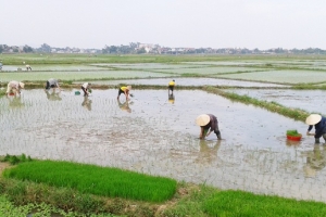 Sản xuất nông nghiệp ổn định trong những tháng đầu năm