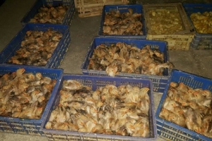 Cao Bằng: Bắt giữ 900 gia cầm con nhập lậu từ Trung Quốc