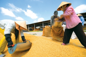 Bộ Công Thương khẳng định: Không có việc “lót tay” xin giấy phép XK gạo
