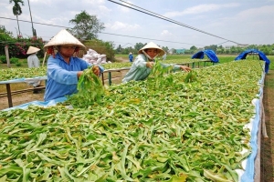 Phát triển dược liệu Việt Nam: Tiềm năng vẫn bỏ ngỏ