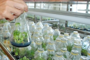 Phê duyệt Kế hoạch phát triển công nghiệp sinh học đến năm 2030