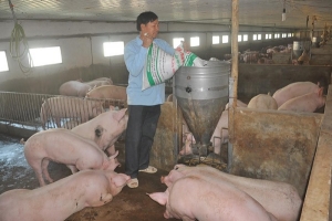 Dư nợ ngành chăn nuôi lợn gần 30.000 tỷ đồng