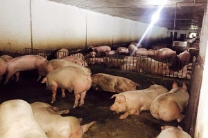Hà Tĩnh: Rớt giá thê thảm, người chăn nuôi lợn đang phá sản