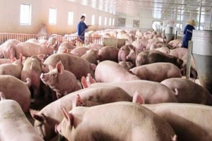 Hơn 200.000 tấn thịt lợn đã được “giải cứu”