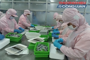 Bạc Liêu: Kiên quyết loại bỏ tình trạng bơm chích tạp chất và mua bán tôm tạp chất