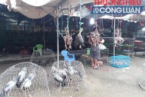 Long An: Chợ nông sản Thạnh Hóa buôn bán chim trời?