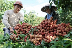 Bảo hộ chỉ dẫn địa lý giúp đặc sản "bay xa"