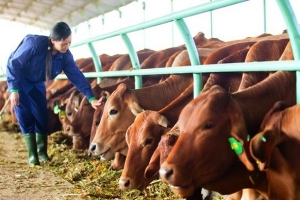 Phát triển chăn nuôi phải có kế hoạch tiêu thụ sản phẩm cụ thể đối với từng thị trường