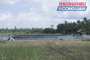 Thêm một mùa “mía đắng” (Trà Vinh) - Bài 1: Đâu rồi thời hoàng kim?
