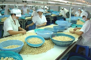 Dự kiến nhập 500.000 tấn điều nguyên liệu để phục vụ cho xuất khẩu