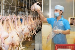 Thịt gia cầm Việt Nam xuất khẩu chính ngạch vào Nhật Bản