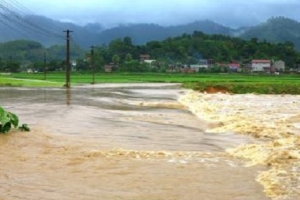 Phú Thọ: Hơn 290 ha lúa và hoa màu bị thiệt hại
