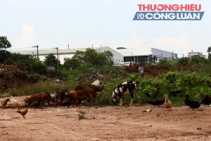 Cưỡng chế thu hồi đất ở Đồng Nai: Chính quyền phường mắc nhiều sai phạm?
