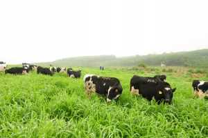 Sản phẩm nhỏ - bước đi lớn của TH true milk