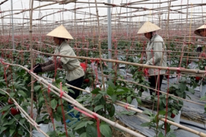 Hải Phòng: Nâng cao hiệu quả trong sản xuất nông nghiệp