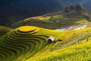 3 cung đường săn “mùa vàng” đẹp nhất Tây Bắc tháng 9
