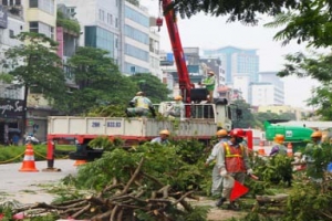 Hà Nội: Dịch chuyển 130 cây xanh trên đường Kim Mã