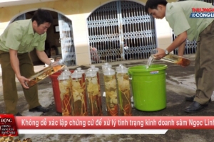 Chuyển động 389: Không dễ xác lập chứng cứ để xử lý tình trạng kinh doanh sâm Ngọc Linh giả