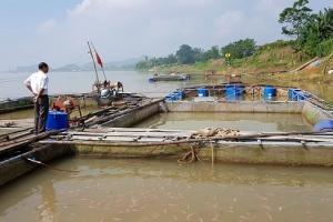 Phú Thọ: Hỗ trợ gần 5 tỷ đồng cho các hộ nuôi cá lồng bị thiệt hại đợt xả lũ