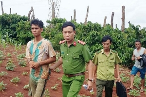 Đăk Lăk: Bắt giữ đối tượng chặt hạ cây quý hiếm gần 500 tuổi