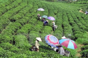 Chè Đinh Vương Phẩm đoạt giải đặc biệt Chè Đặc sản Quốc tế Bắc Mỹ 2017
