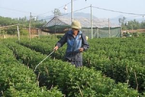 Thời tiết mưa lũ sẽ đẩy giá quất cảnh, hoa Tết lên cao