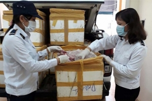 Bắt giữ 600kg chim cút bốc mùi hôi thối