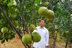 Sản phẩm được bảo hộ chỉ dẫn địa lý (Phú Thọ): Thiếu tính bền vững
