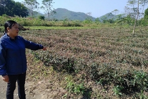 Thái Nguyên: Đất trồng chè đặc sản Tân Cương nguy cơ bị 'xóa sổ' do khai thác cát