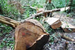 Chặn đứng ngay tình trạng phá rừng