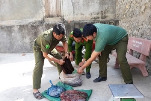 Nghệ An: Bắt giữ 38 kg nội tạng, da động vật bốc mùi hôi thối