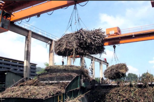 Gia Lai: Người trồng mía lao đao vì nhà máy đường thu mua cầm chừng