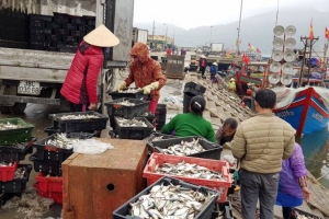 Ngư dân nhiều tỉnh trúng đậm cá cơm, cá trích