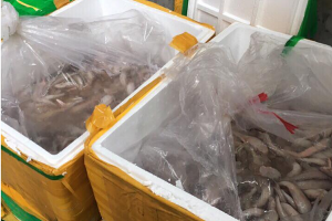 Quảng Ninh: Bắt giữ vụ vận chuyển trái phép 950 kg cá khoai, cá đối đông lạnh