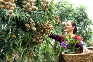 Nhãn tươi Việt Nam có thể được xuất sang Úc từ năm 2019