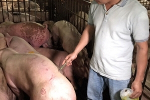 TP. HCM: Quản lý ATTP lãnh đạo địa phương chịu trách nhiệm