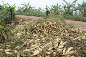 Hà Nội: Người dân “khốn đốn” vì củ cải rớt giá