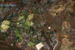 Mộc Châu – Sơn La: Bất ngờ xuất hiện mưa đá gây thiệt hại lớn