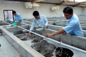Ứng dụng công nghệ tiên tiến nhằm tăng năng suất sản phẩm tôm