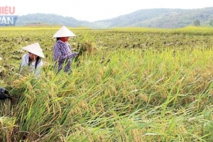 Huyện Thanh Ba (Phú Thọ): Khởi sắc những làng quê