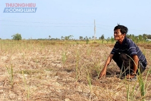ĐBSCL đối diện đợt xâm nhập mặn