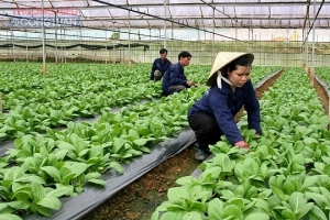 Tây Ninh: Nhiều HTX ứng dụng công nghệ cao vào sản xuất nông nghiệp