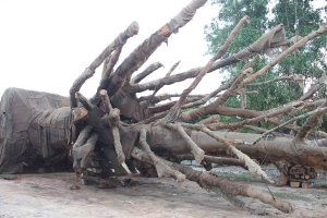Vụ cây "siêu khủng": Cây có nguồn gốc rõ ràng?