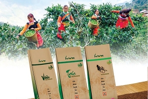 Shanam: Thương hiệu trà cổ thụ hàng đầu