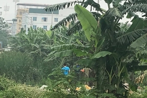 Phát hiện thi thể tử vong đã phân huỷ cạnh bụi chuối