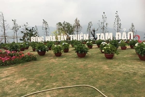 Vĩnh Phúc: Vườn hoa Cẩm Tú Cầu làm “nức lòng” giới trẻ